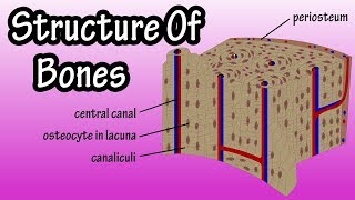 Structure Of Bone Tissue & Components Of Bones