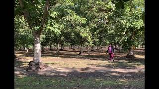 Cuando salgo a los campos, Antonio Aguilar!! Cover Carolina Ríos