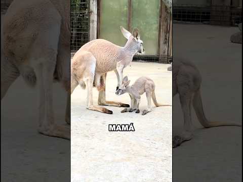 ¡Mamá, escóndeme! ¡Hay un MONSTRUO afuera! 🦘😱