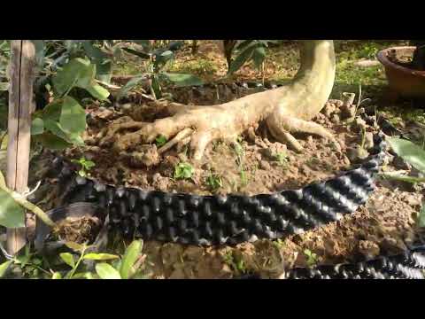 Chia sẻ cách pha keo tạo xù nuôi mặt sẹo và kết quả thực tế trên cây nuôi đất. Tuấn #zalo_0793953560