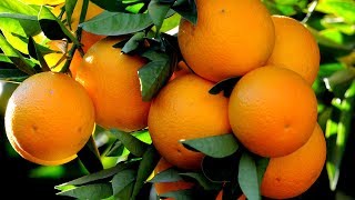 PORTAKAL REÇELİ TARİFİ /  Portakal Reçeli nasıl yapılır ?