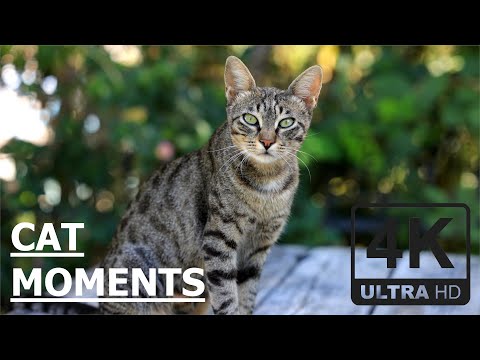 Adorable Cats Compilation for Ultimate Relaxation! | 4K 60fps Ultra HD
