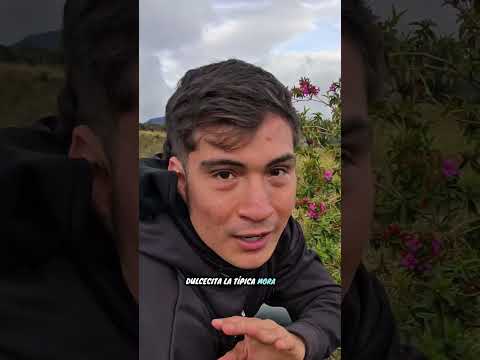 Probando Moras Silvestres Colombianas Provenientes de Chinacota en el municipio Norte de Santander