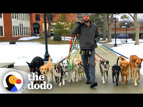 Professional Dog Walker Teaches Pack Of Dogs How To Perfectly Behave On Walks | The Dodo