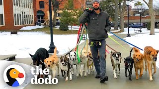 Professional Dog Walker Teaches Pack Of Dogs How To Perfectly Behave On Walks | The Dodo by The Dodo