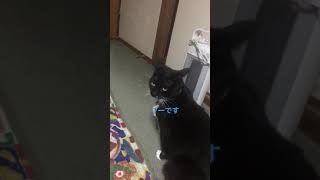 ブーです