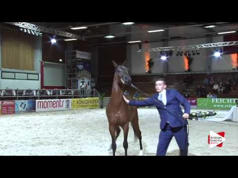 N.43 EL ELEGANT - Wels 2016 - Colts 2 years old (Class 4)