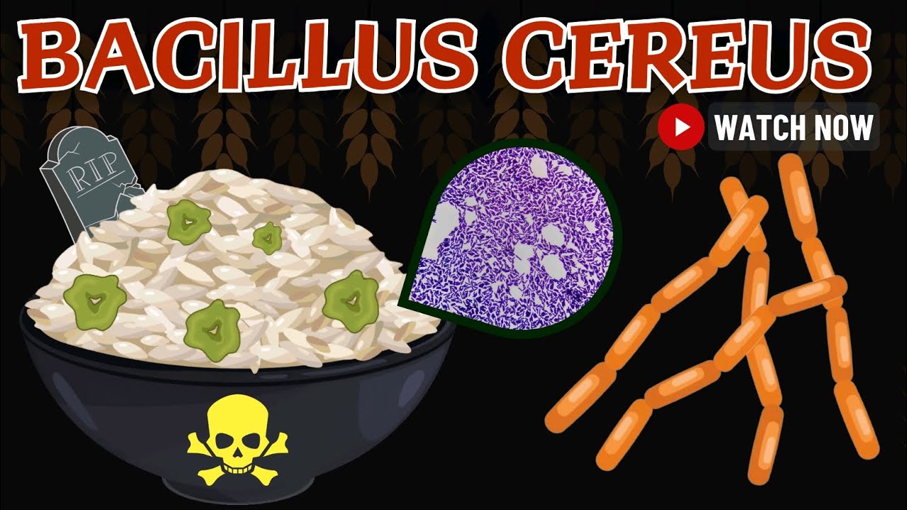 Bacillus Cereus: Spore That Could Kill You | Animated Microbiology Comprehensive Overview