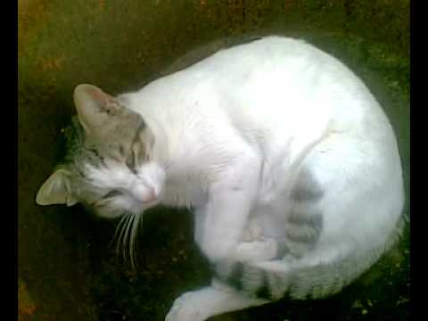 "please don't disturbe me"  Shaji 00971505803158.mp4