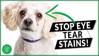 How To Prevent Tear Stains On Your Dog | Ultimate Pet Care