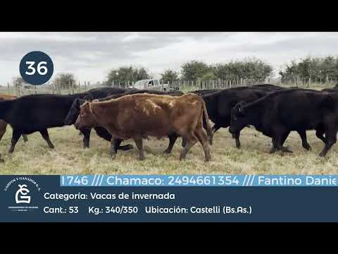 Lote Vc Inv Castelli, Bs As