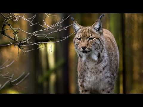 Where do Eurasian lynx live? Are Eurasian lynx aggressive? How many Eurasian lynxes left?