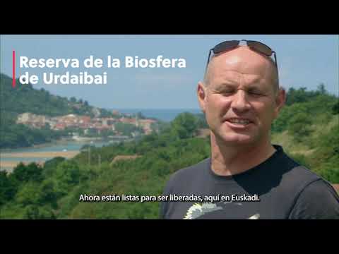 Reintroducción del Águila pescadora en la Reserva de Urdaibai