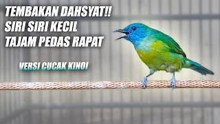 Download lagu JOSS SEKALI BUAT MATERI PUKULAN!! KINOI GACOR FULL ISIAN SIRI SIRI KECIL NEMBAK TAJAM RAPAT PANJANG mp3