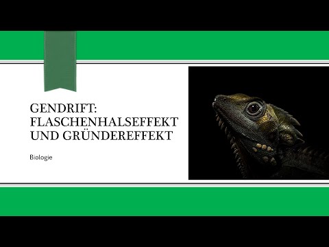 Gendrift: Flaschenhalseffekt und Gründereffekt
