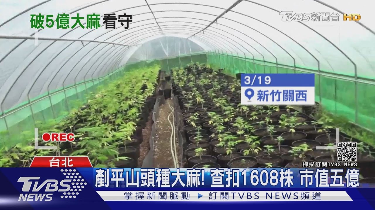 整座山飄大麻味！調查局抄1608株　市值五億破紀錄