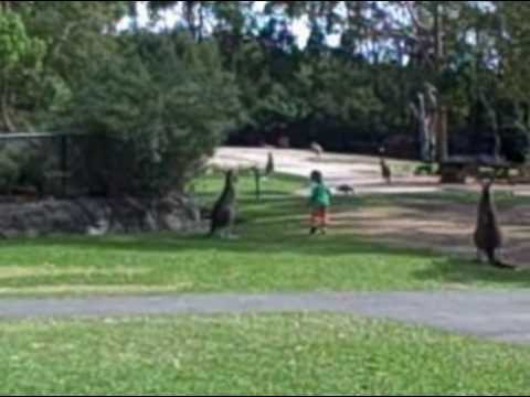 Kangaroos Gosford, Australia REPTILE PAR