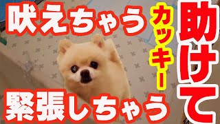 保護犬シルクちゃんは　吠えちゃう　唸っちゃう　緊張しちゃう　助けて　ビヘイビアリスト