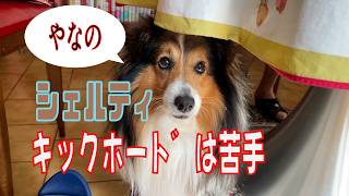 【シェルティ】キックボードは苦手【フランス田舎暮らし🇫🇷】#犬の散歩 #賢い犬 #犬のいる暮らし #シェルティ