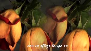 The Last Rose Of Summer Nana Mouskouri (romanian lyrics)