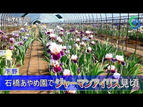 園芸 根茎アイリス、ガーデンアイリス、ヒゲアイリス