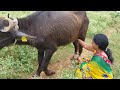 Viral Milk Making Try