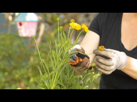 download lagu mp3 mp4 Coreopsis Sunburst Double, download lagu Coreopsis Sunburst Double gratis, unduh video klip Coreopsis Sunburst Double