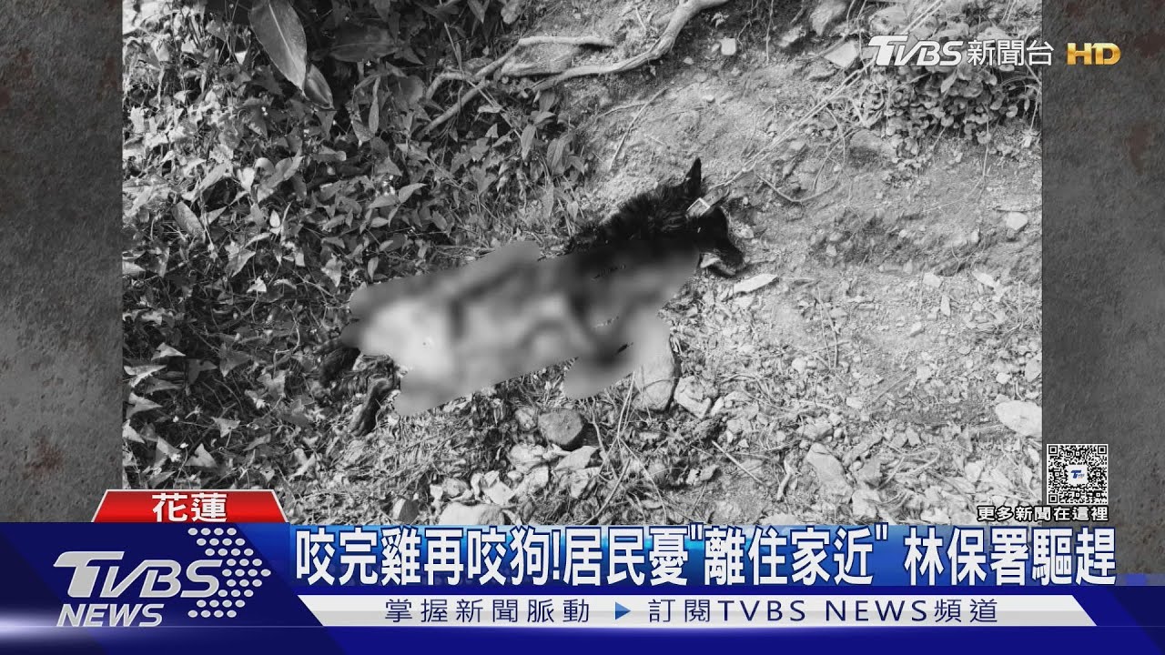 黑熊出沒卓溪！　咬食3飼養犬　離聚落不到1km