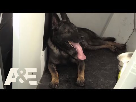 Live PD: Year of the Dog (Season 3) | A&E