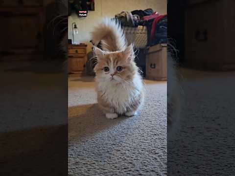 Sana kedi verdiler
