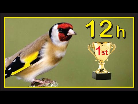 12h Maestro GOLDFINCH Champoin