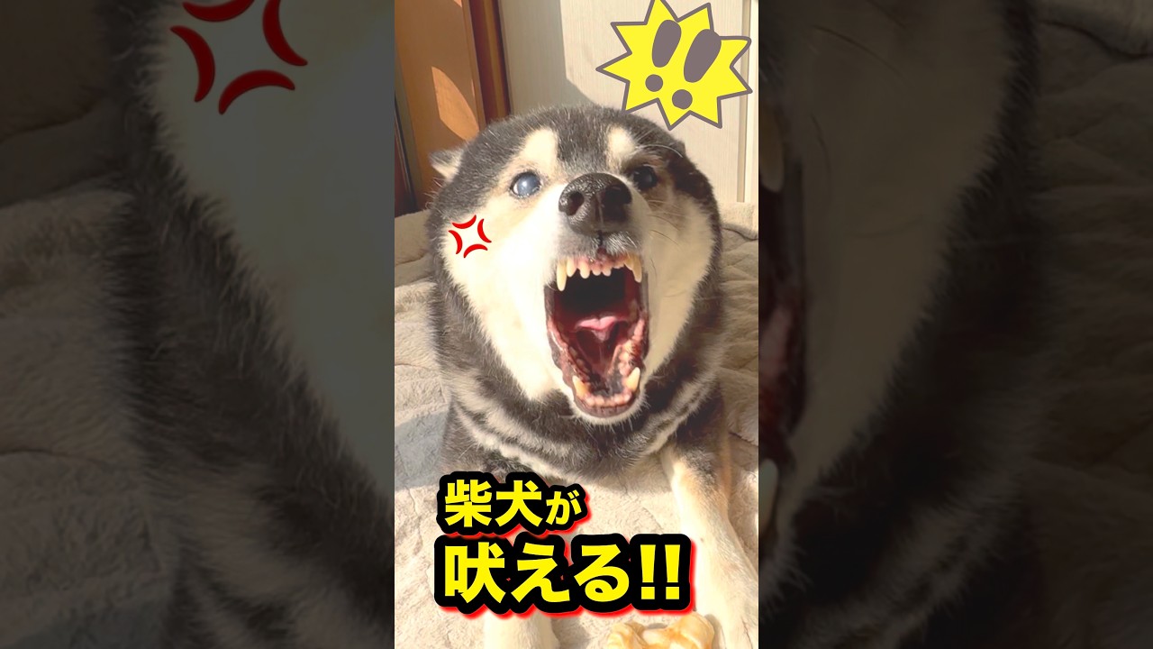 ガチギレ柴犬にガチギレするラブラドール