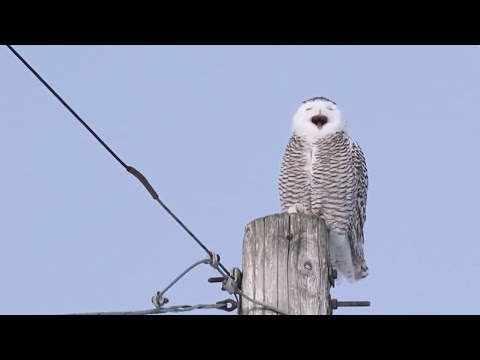 A VERY vocal Snowy Owl