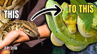 Why I Stopped Keeping Reptiles & What Brought Me Back - Ep. 218