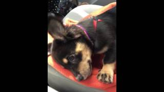 Puppy temper tantrum