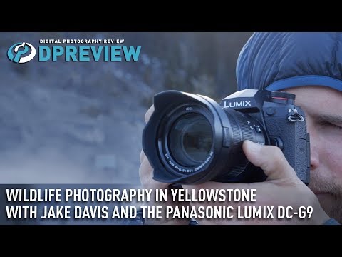 ジェイク・デイビスとパナソニックLUMIX DC-G9でイエローストーンの野生動物を撮影 (Wildlife photography in Yellowstone with Jake Davis and the Panasonic Lumix DC-G9)