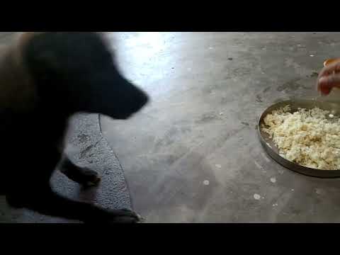 dog gets angry over food (angry eating dog)