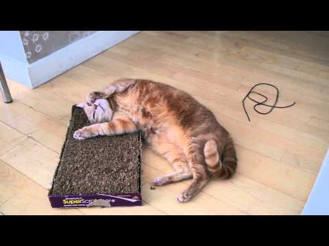 Why Do Cats Roll Over on Their Backs? : Loving Your Cat