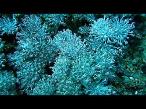 Удивительно красивый подводный мир