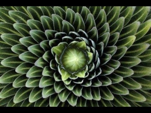 Plantas Sagradas- Familia (Danit Treubig and Nick Barbachano)