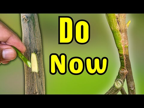 This is an ancient Lemon Tree Grafting method We don’t even know this