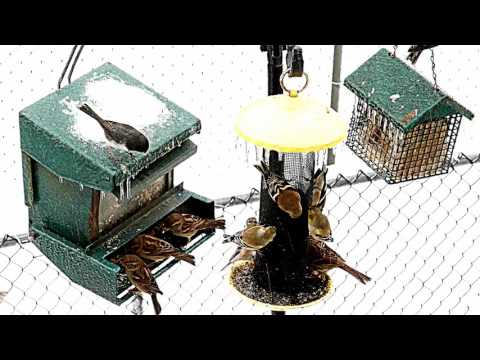WP Winter Bird Feeders 02-17