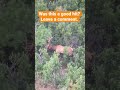Good hit? Elk hunting (Eastmans' Hunting Journals)