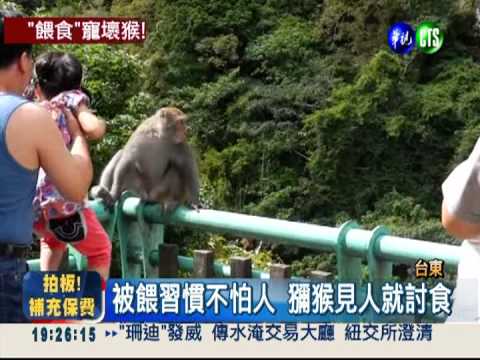 餵食寵壞牠! 潑猴大膽傷人搶食