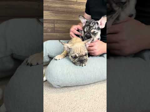 Video 2
