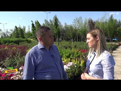 Protectia DEKALB - Agromad Crops SRL