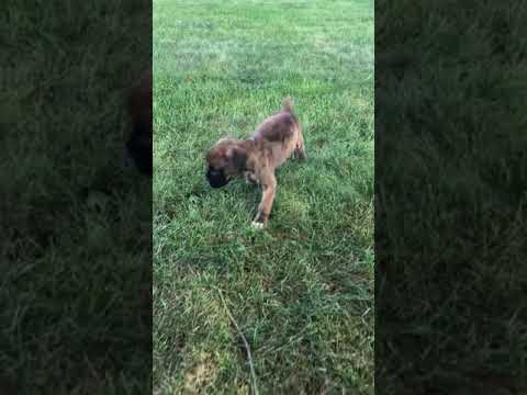 Omelet - Boxer puppy for sale