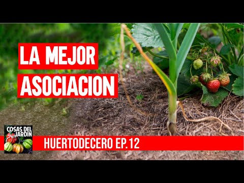 , title : 'Asociación de cultivos para AJOS  #huertodecero - Episodio 12'