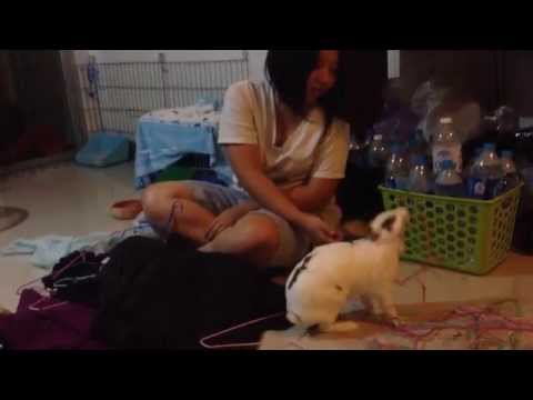 คลิกเพื่อดูคลิปวิดีโอ