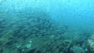 [又來！ 澎湖 EP.2. ] 2022 8月 Day 2 魚魚魚